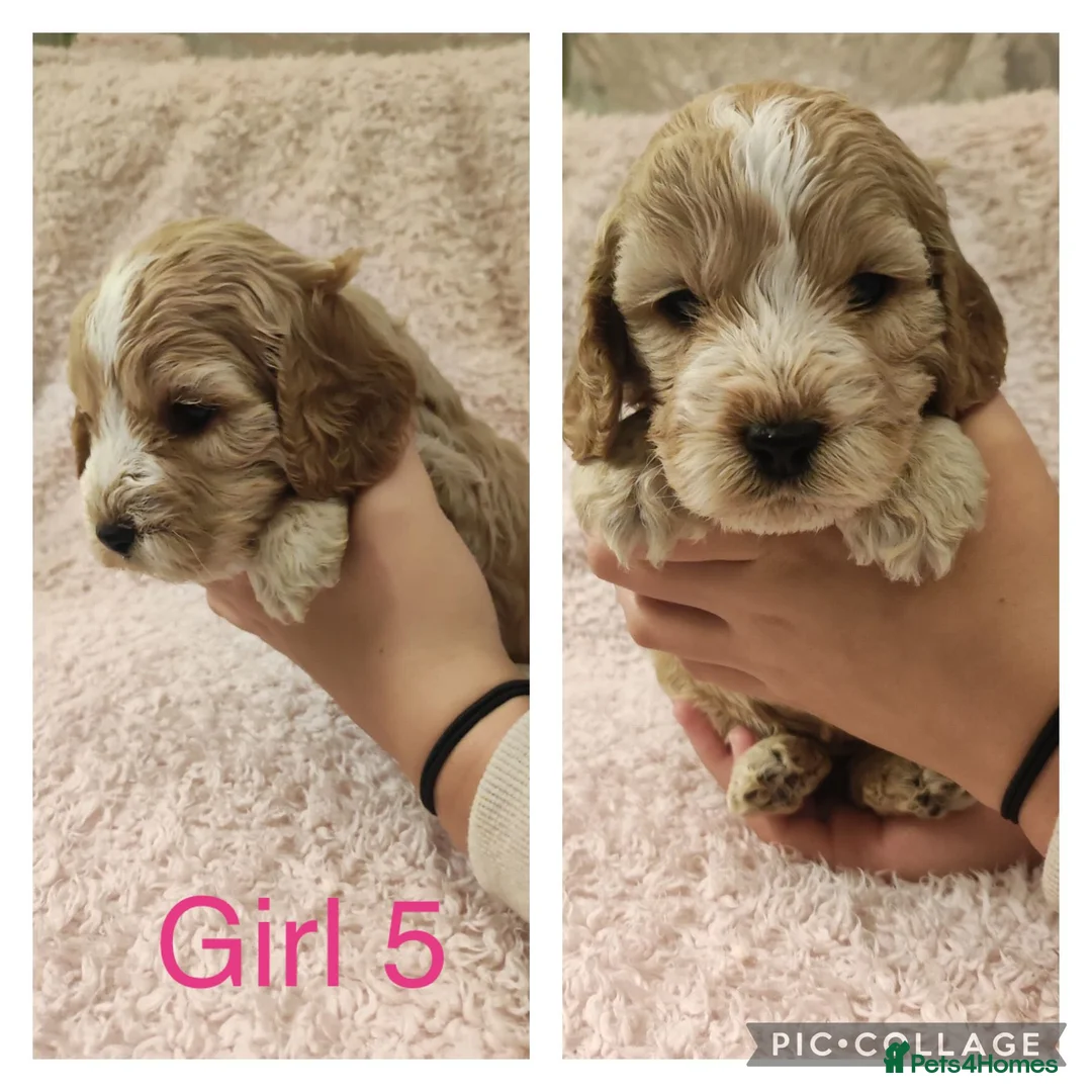 Miniature Poodle dogs for stud: Red Miniature Poodle Stud package Available  in Southampton - Advert 32