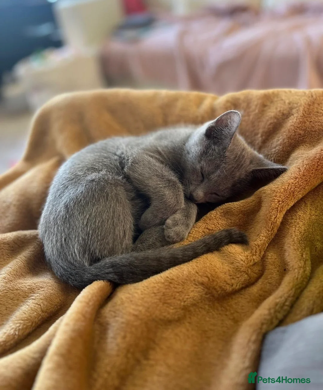 Russian Blue cats for sale: 1girl left Russian blue kitten Champion bloodline  - Advert 1
