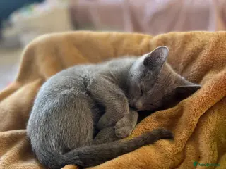 Russian Blue cats 1girl left Russian blue kitten Champion bloodline - Advert 6