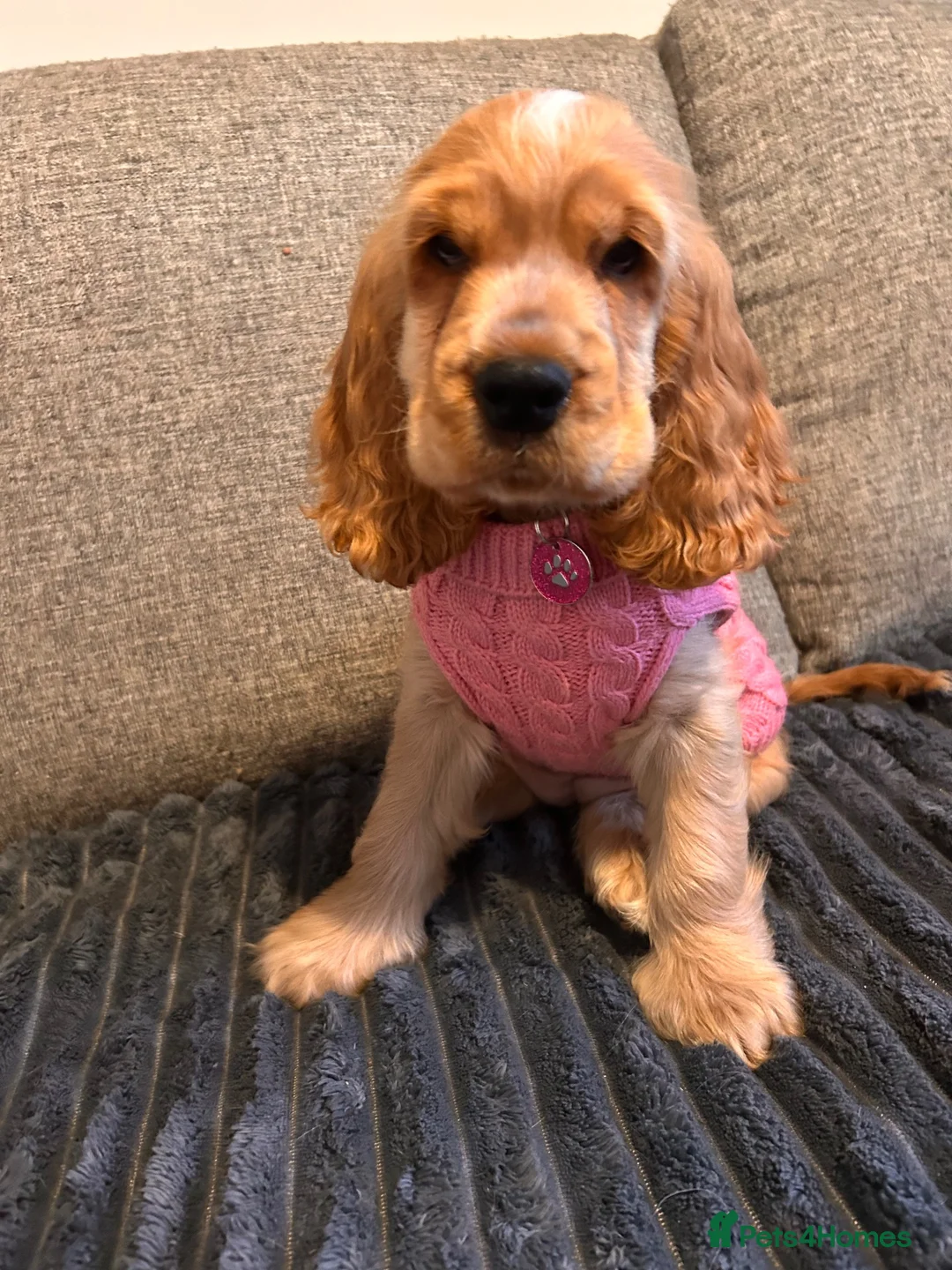 Cocker Spaniel dogs for sale: Golden cocker spaniel - show type  - Advert 1