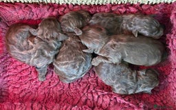 Cockapoo dogs for sale: Stunning F1 Cockapoo Pups - Image 1