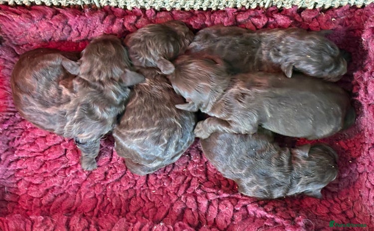 Cockapoo dogs - Advert 2