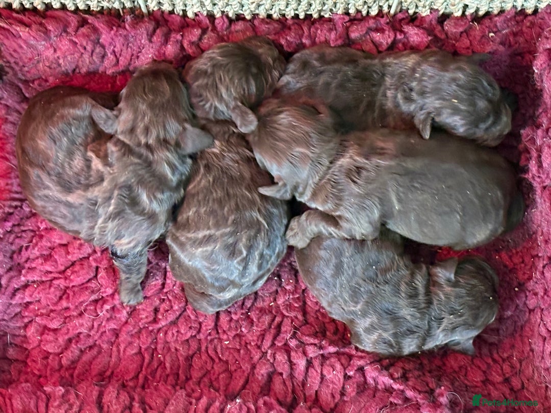 Cockapoo dogs for sale: Stunning F1 Cockapoo Pups - Image 1