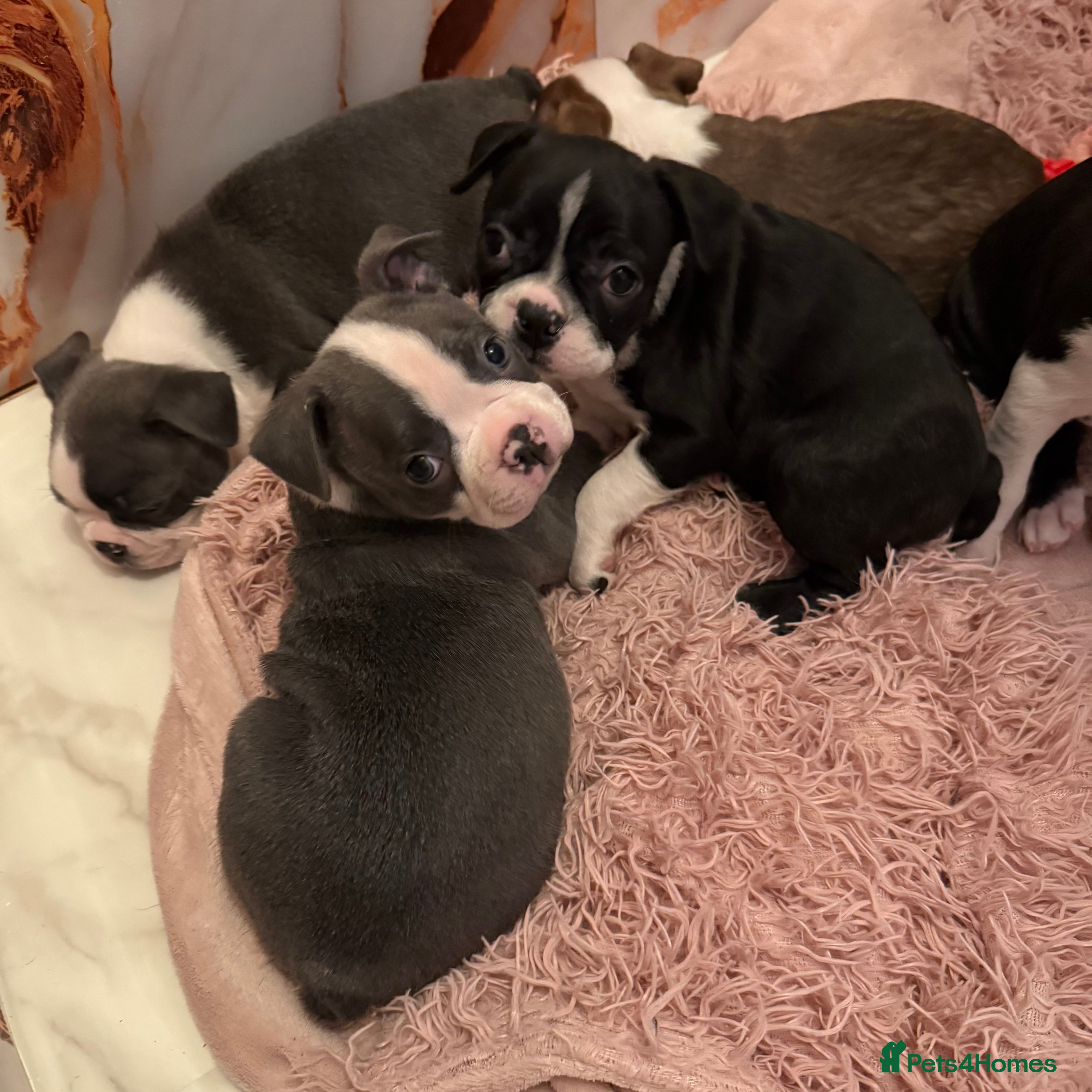 Boston Terrier dogs 3 KC registered beautiful Boston Terrier puppies - Advert 5