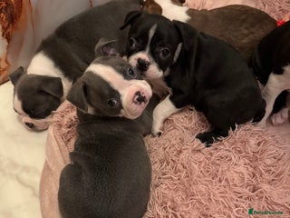 Boston Terrier dogs 3 KC registered beautiful Boston Terrier puppies - Advert 5