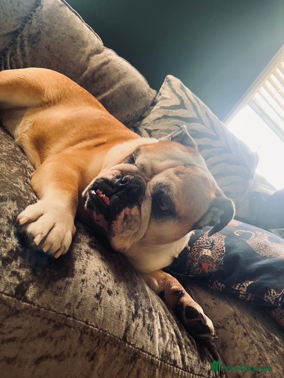 English Bulldog dogs for sale: Most loveable English Bulldog (I don’t want cash) - Image 13