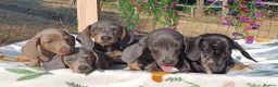 Dachshund dogs for sale: FULLY VAX READY NOW QUAILTY MINI KC Reg PRA CLEAR  - Advert 7