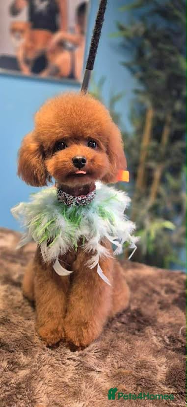 Toy Poodle dogs Asian Toy Poodle - Advert 7