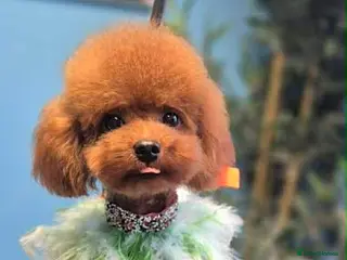 Toy Poodle dogs Asian Toy Poodle - Advert 7