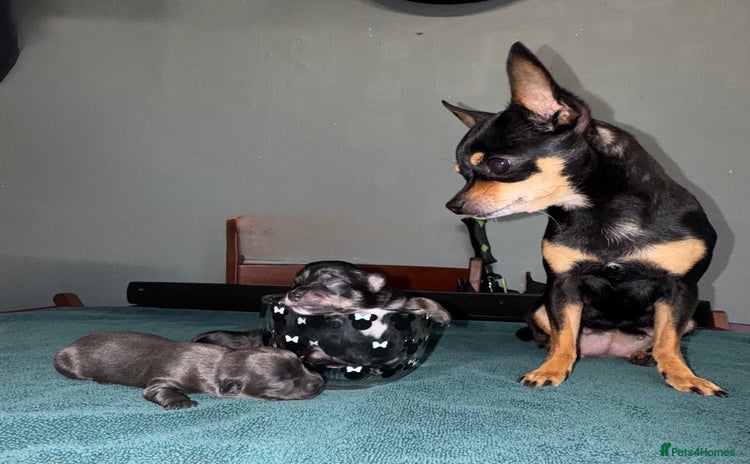 Chihuahua dogs - Advert 1