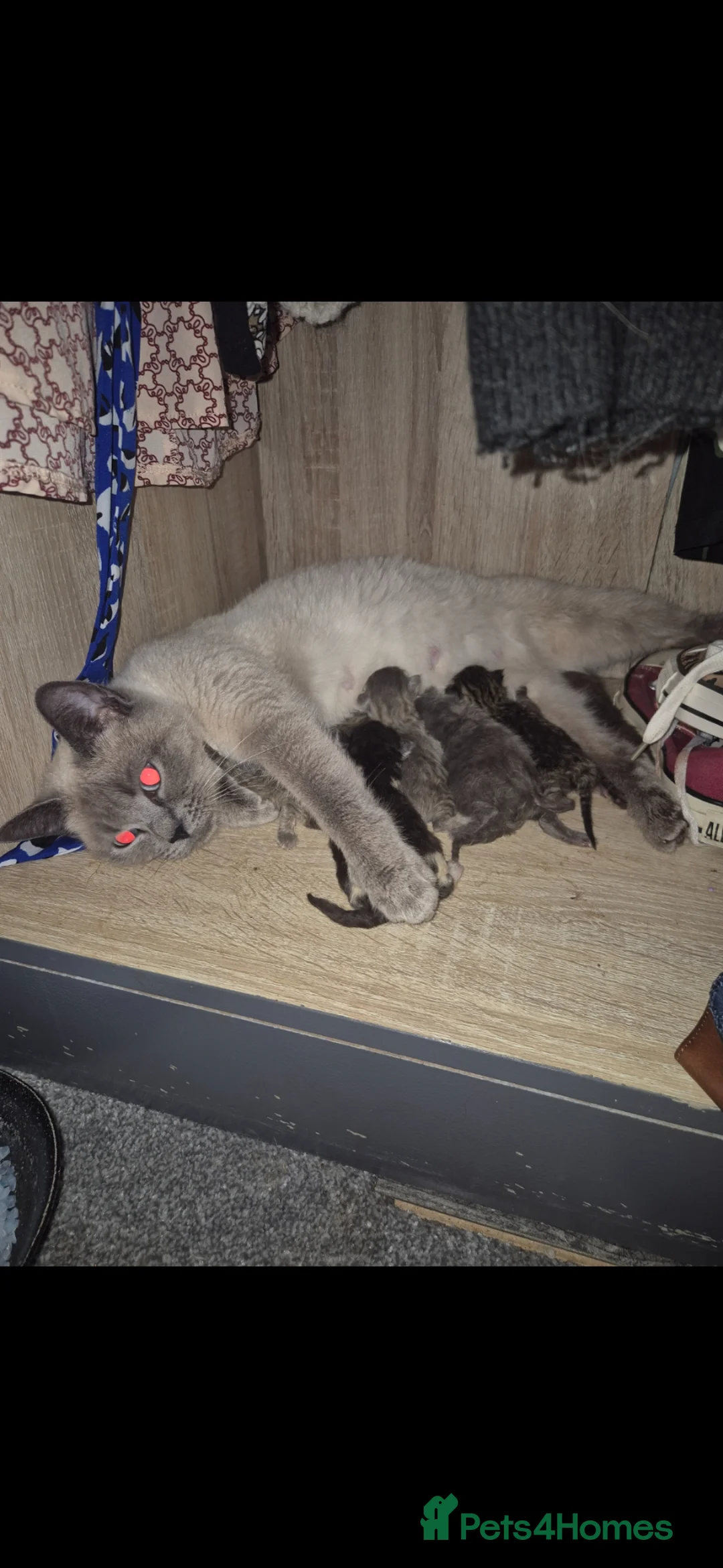 Mixed Breed cats for sale: Beautiful Kittens - Advert 1