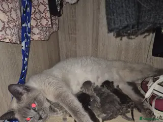 Mixed Breed cats Beautiful Kittens - Advert 1