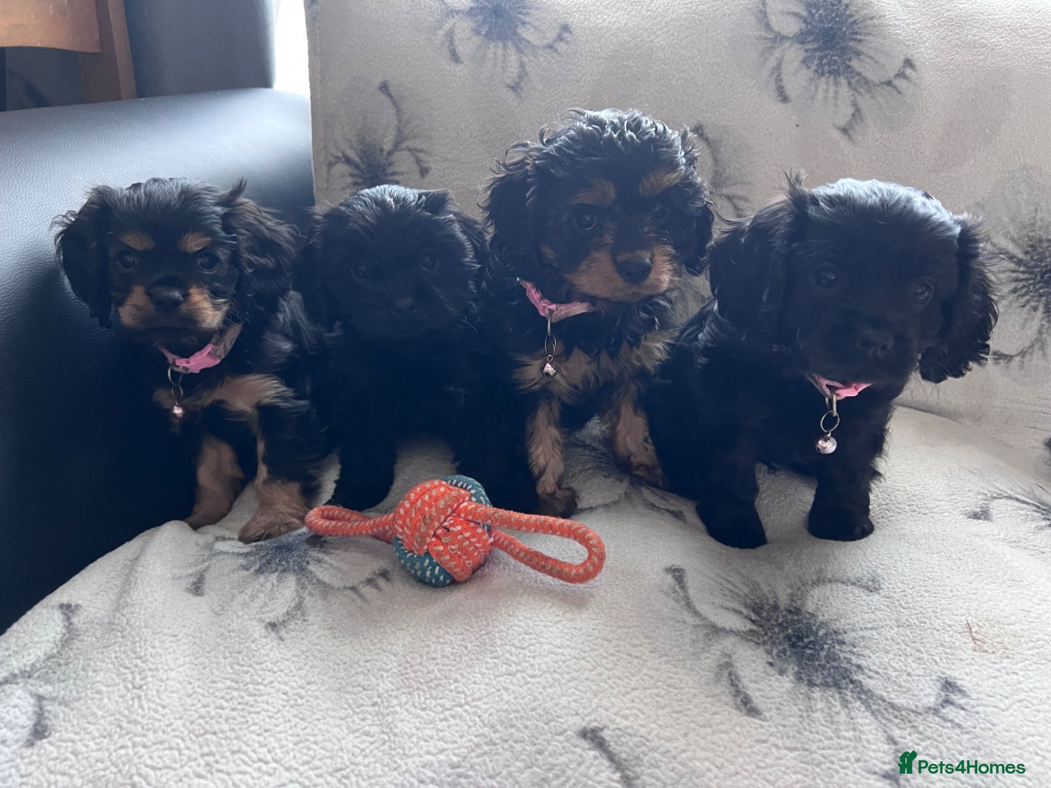 Cavapoo dogs “Reverse Cavapoos” (F1bR)  - Advert 6