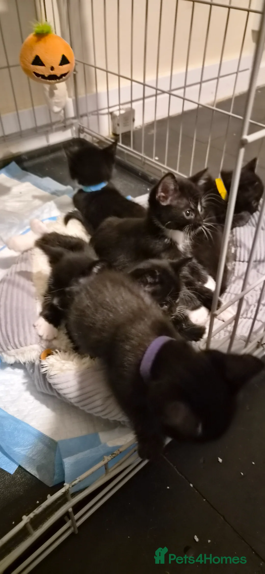 Domestic Shorthair cats for sale: Adventurous, adorable kittens looking for homes - Advert 31