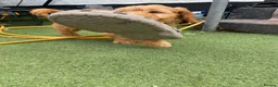 Cockapoo dogs for sale: Gorgeous Cockapoo Boys  - Advert 16