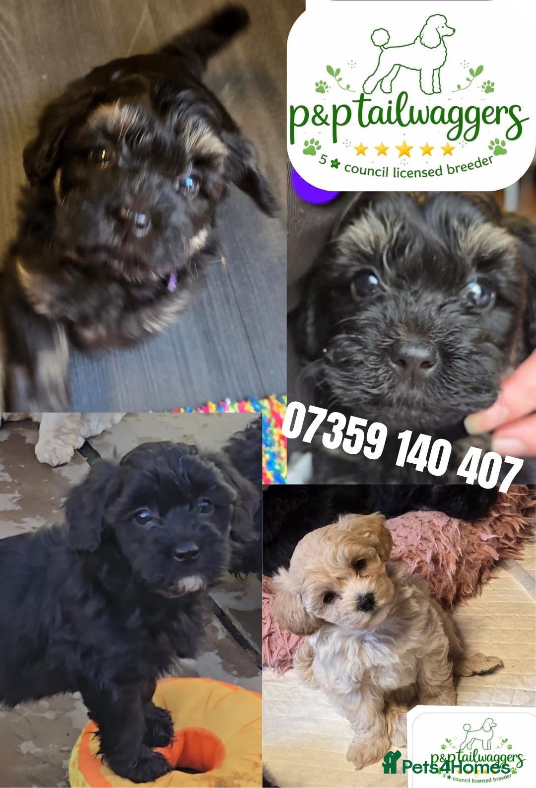 Maltipoo dogs ❤️Exquisite F1 maltipoo female 5⭐️council licensed - Advert 8
