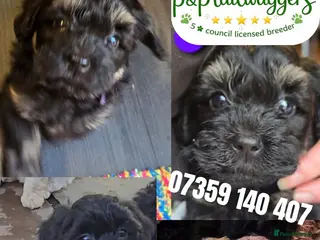 Maltipoo dogs ❤️Exquisite F1 maltipoo female 5⭐️council licensed - Advert 8