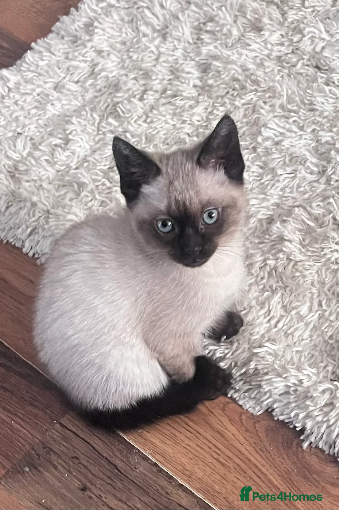 Mixed Breed cats for sale: British shorthair cross  - Advert 2