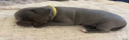 Staffordshire Bull Terrier dogs for sale: 2 Remain KC REG Blue Staff Bull Terrier Puppies - Advert 10