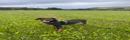 Mixed Breed dogs for adoption: Eddie - Translyvanian Hound  in Bideford - Advert 2