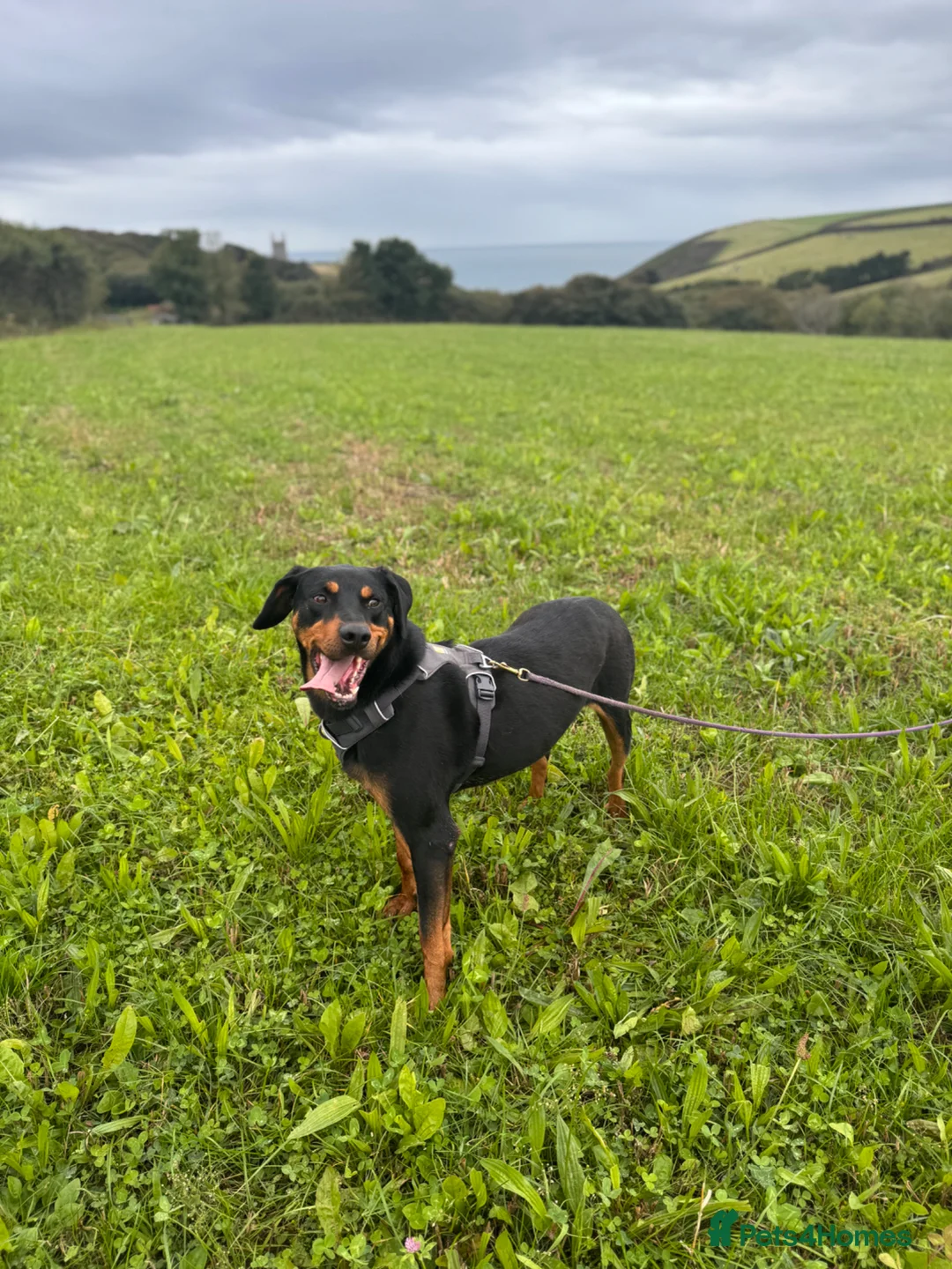 Mixed Breed dogs for adoption: Eddie - Translyvanian Hound  in Bideford - Advert 2