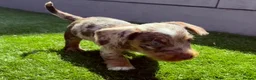 Dachshund dogs for sale: Wire-haired Dachshunds 🤎🐾 - Advert 11