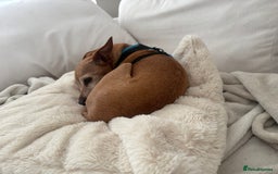 Miniature Pinscher dogs for adoption: Our little pensioner is searching for a family  - Image 3