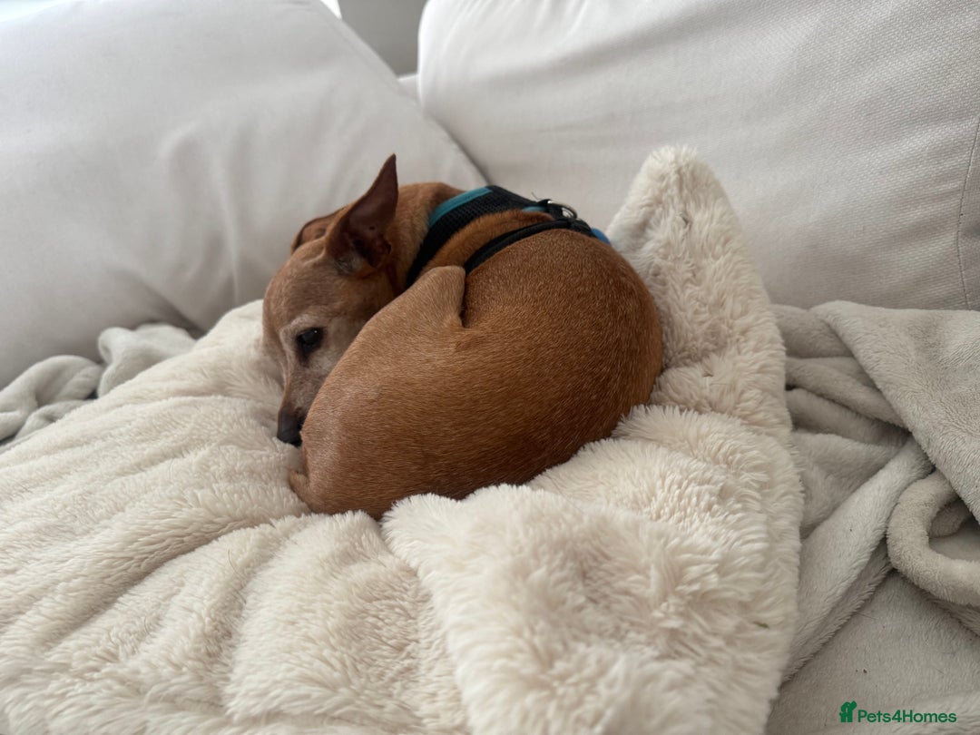 Miniature Pinscher dogs for adoption: Our little pensioner is searching for a family  - Image 3