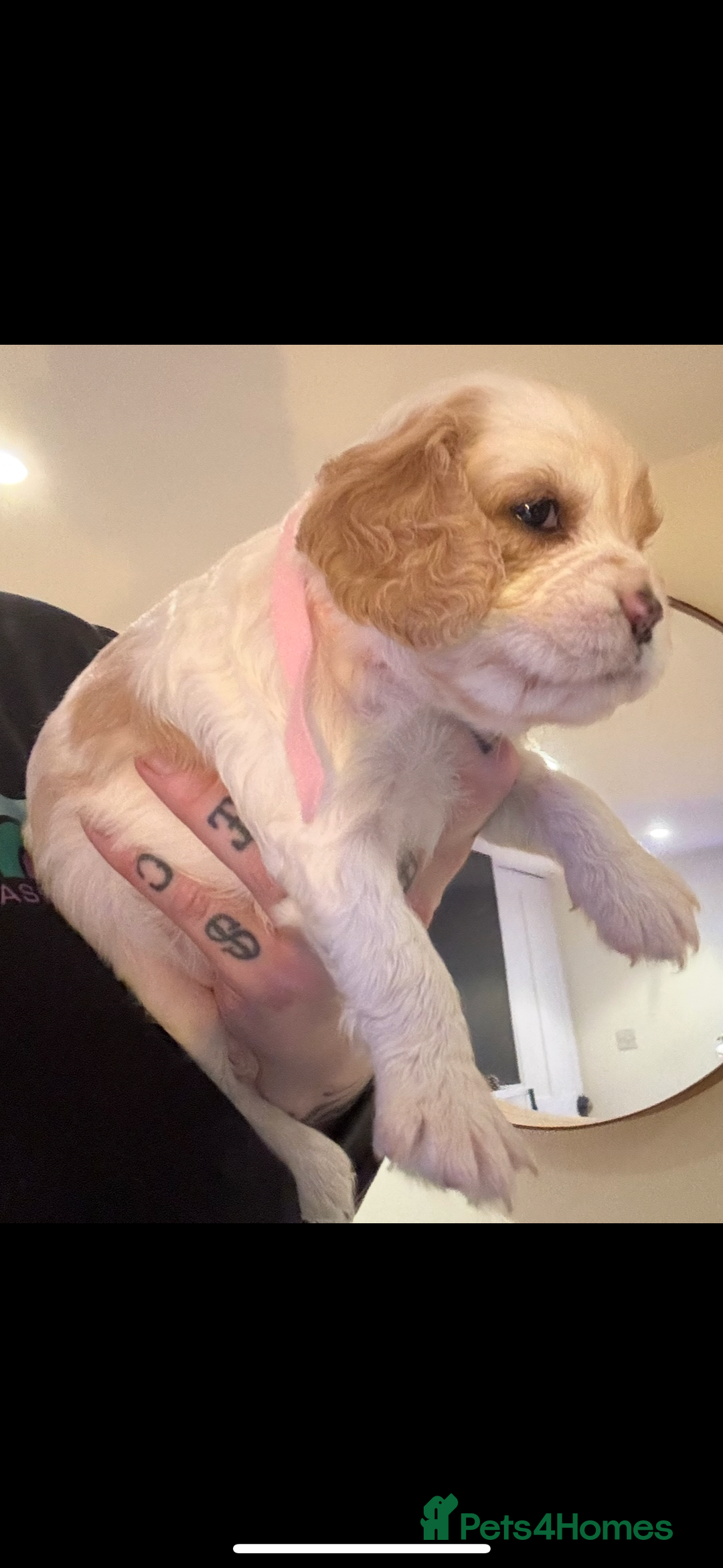 Mixed Breed dogs for sale: Cocker-Jack xCavalier King Charles Spaniel Puppies - Advert 11