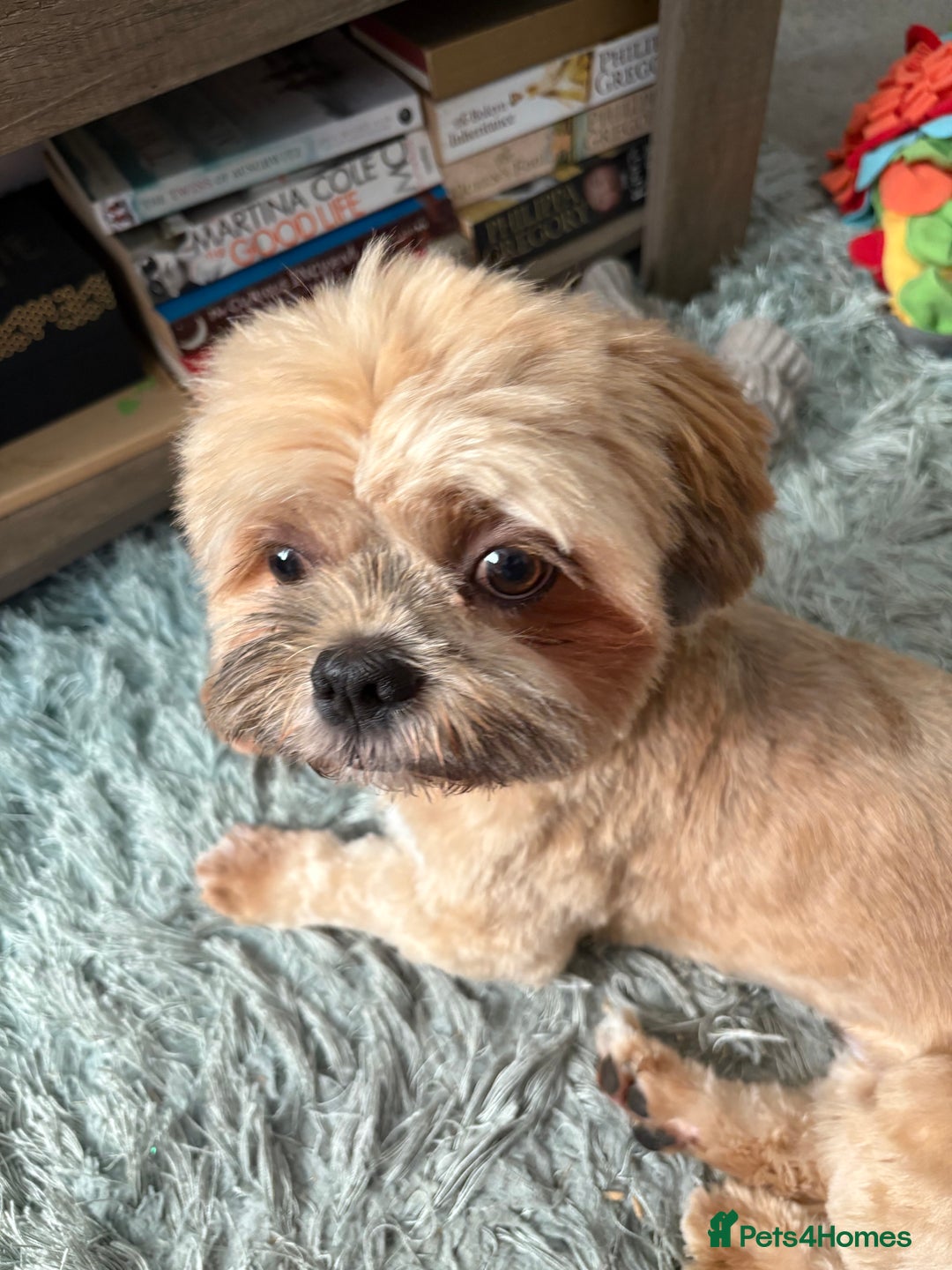 Mixed Breed dogs for sale: Male  - Advert 3