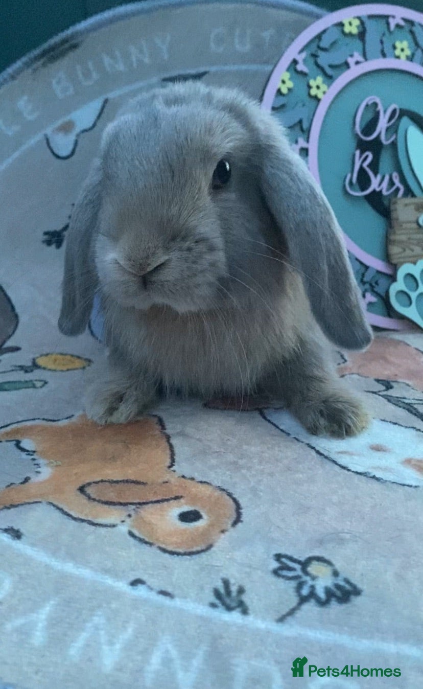 Mini Lop rabbits mini lop and mini lion lop boys for sale  - Advert 1