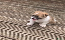 Mixed Breed dogs for sale: Shihtzu x jackrussell pups - Image 4