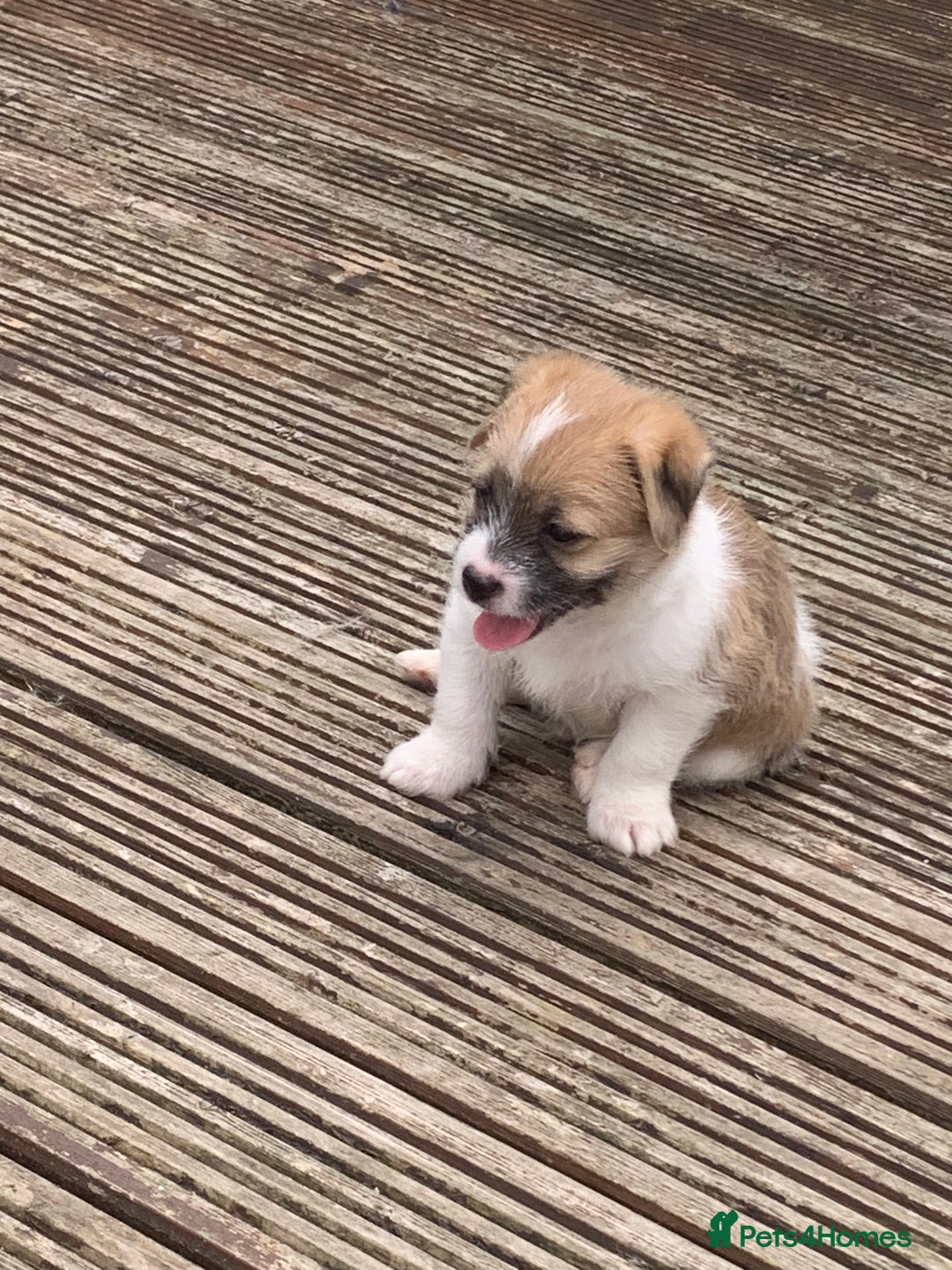 Mixed Breed dogs for sale: Shihtzu x jackrussell pups - Image 4
