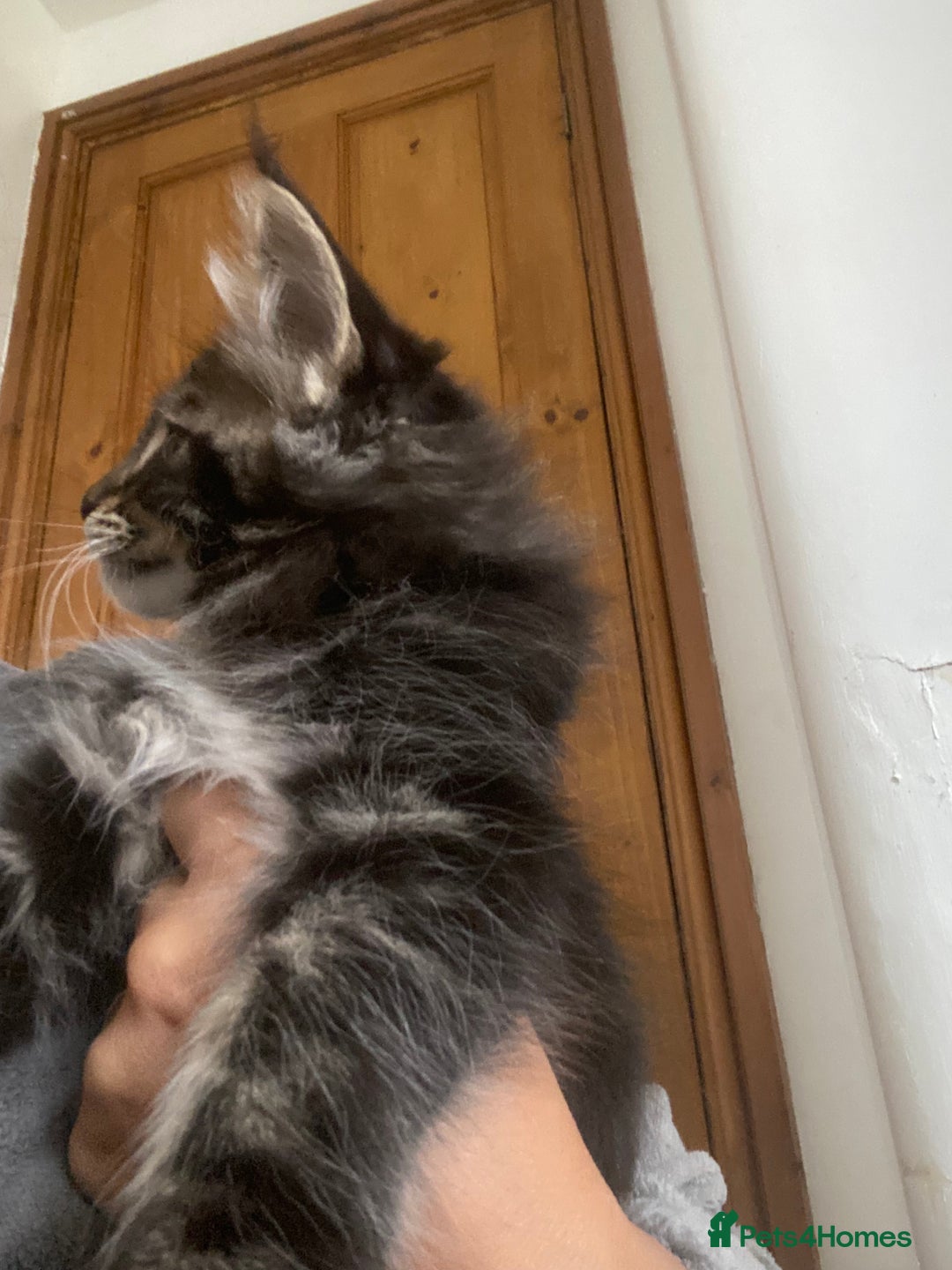 Maine Coon cats for sale: Ready Now  - Image 8