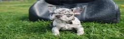 French Bulldog dogs for sale: 2 french bulldogs left £1500 - Advert 7
