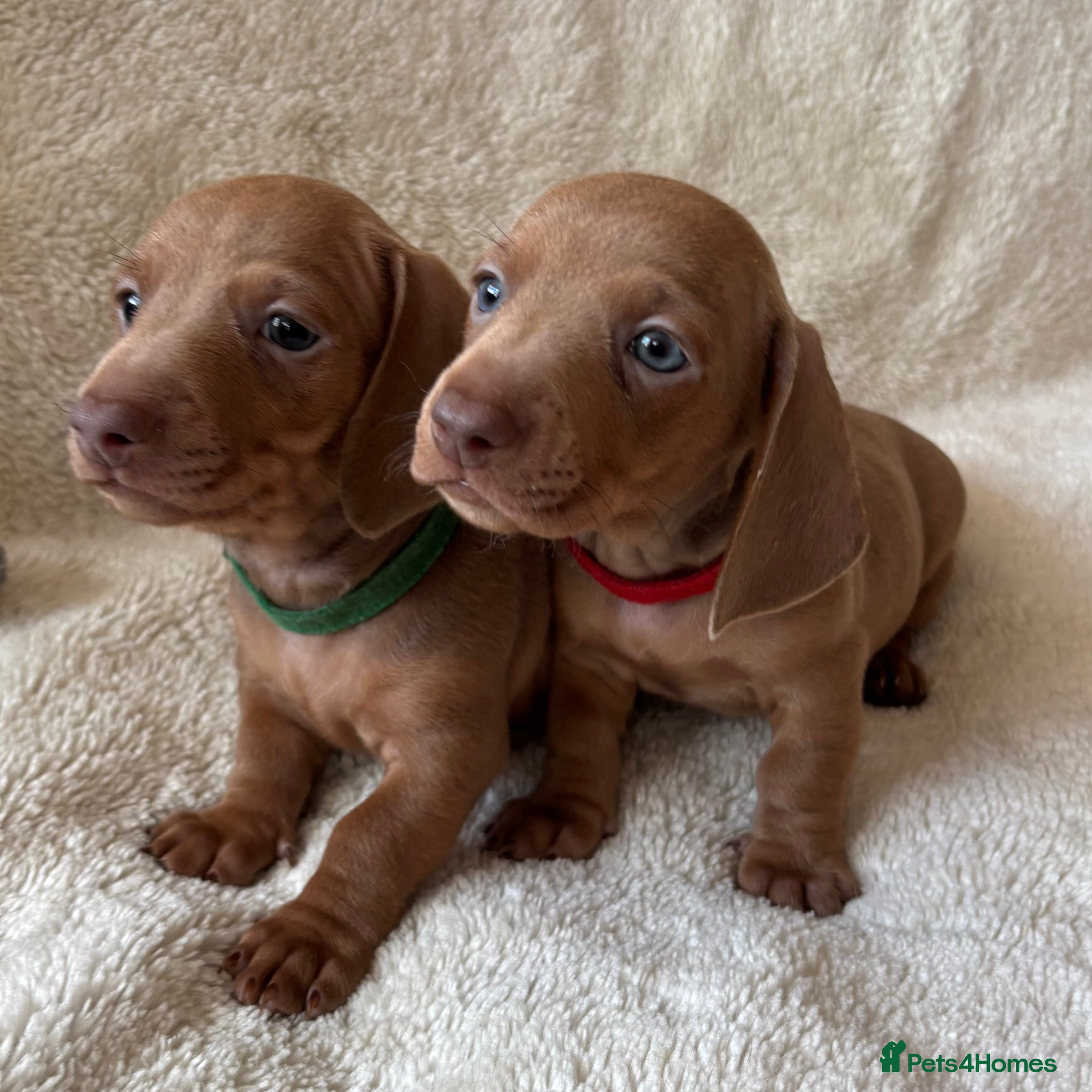 Dachshund dogs Standard Dachshund Puppies - Advert 1