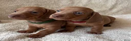 Dachshund dogs for sale: Standard Dachshund Puppies - Advert 7
