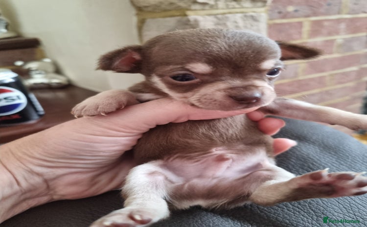 Chihuahua dogs - Advert 9