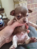 Chihuahua dogs - Advert 3