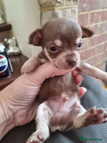 Chihuahua dogs - Advert 16