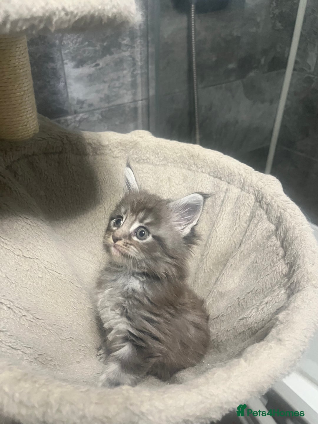 Maine Coon cats for sale: XL Maine coon kittens  - Advert 2