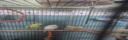 Mixed Breed birds for sale: Full set up with 4 birds  - Advert 3