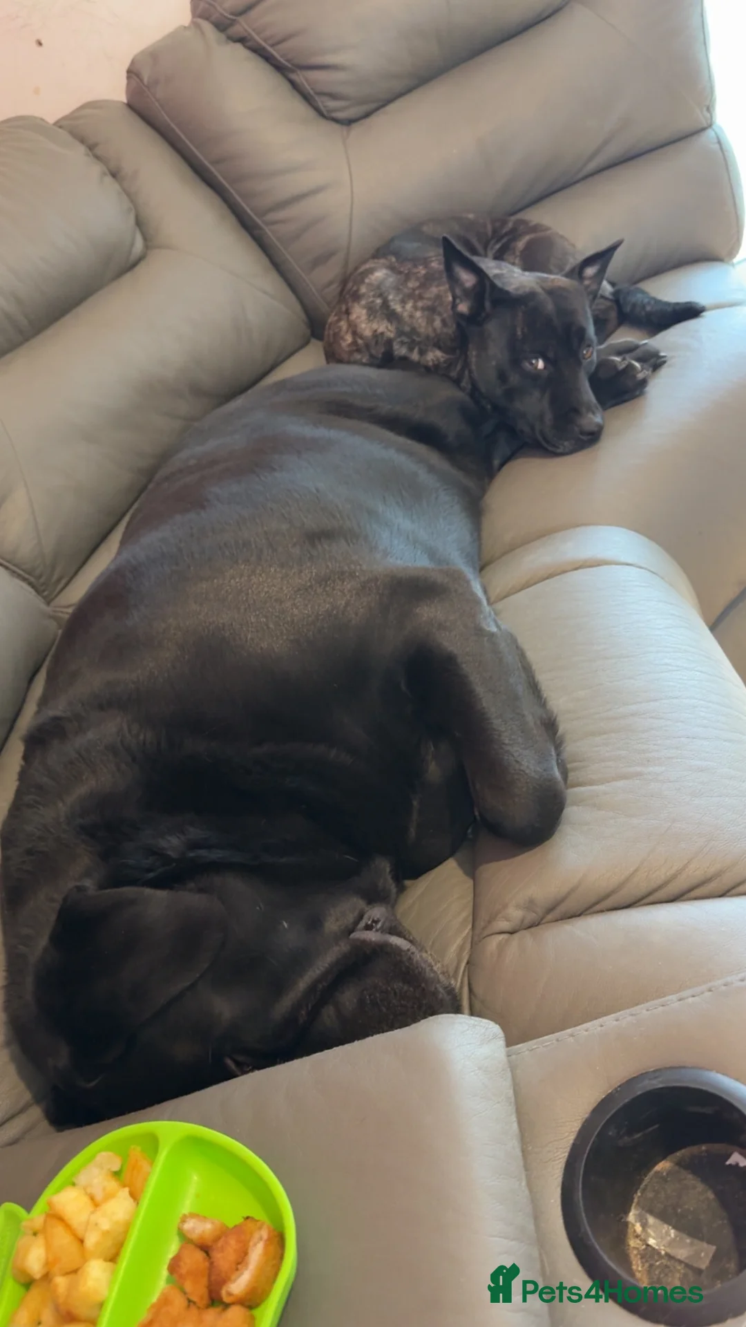 Labrador Retriever dogs for sale:  please read description - Advert 1