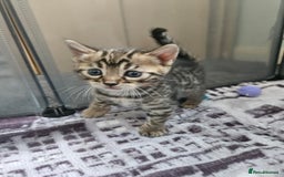 Bengal cats for sale: Lovely bengal kittens(Tica reg.)😍 - Image 15