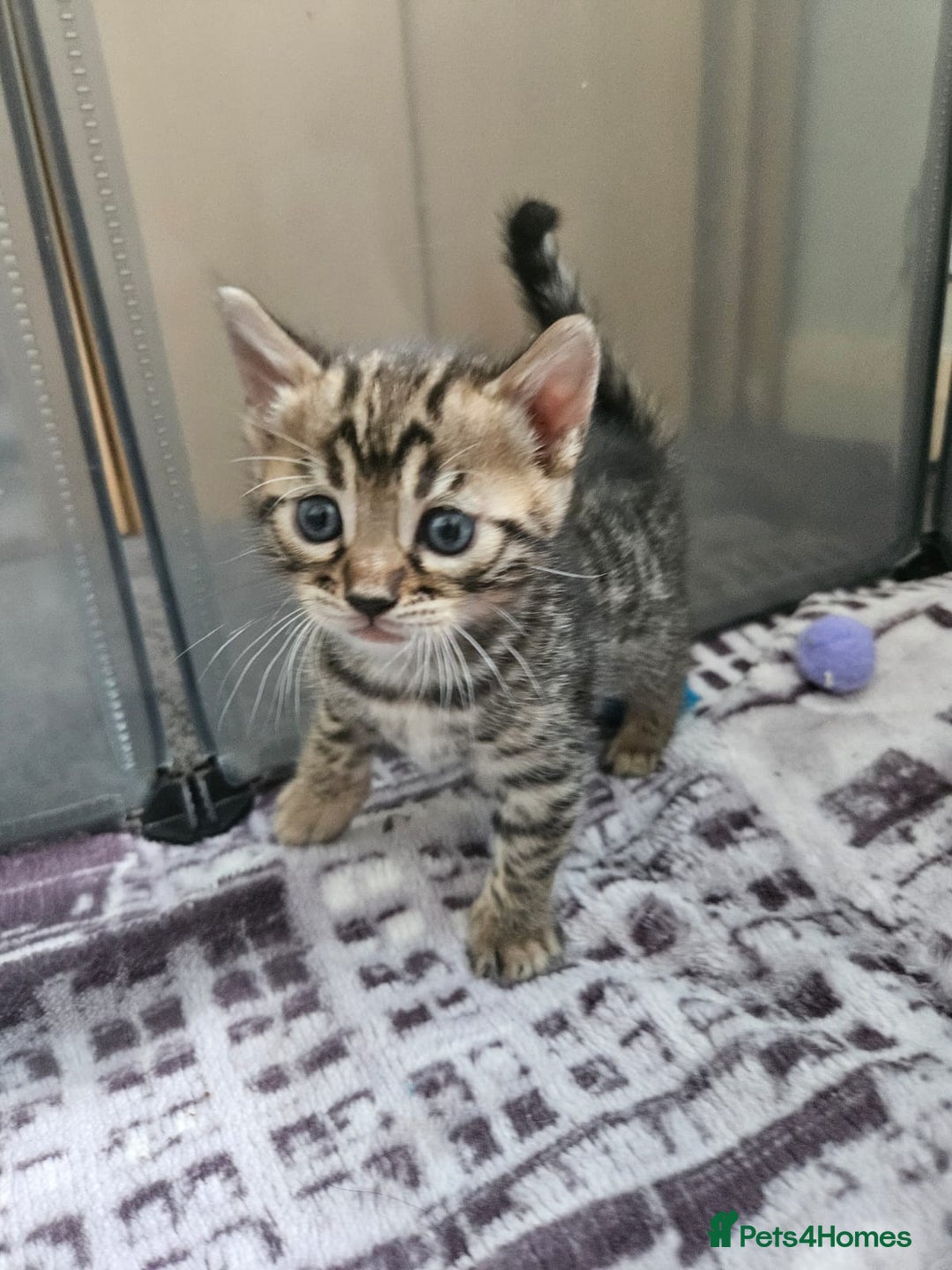 Bengal cats for sale: Lovely bengal kittens(Tica reg.)😍 - Image 15