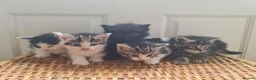 Mixed Breed cats for sale: 5 kittens for sale  - Advert 13