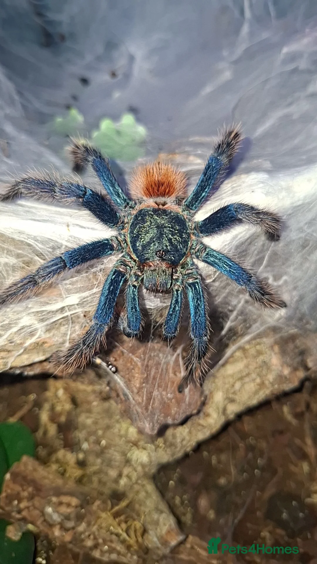 Tarantulas invertebrates for sale: Mature Male GBB with setup - Advert 1