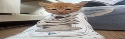 Domestic Shorthair cats for sale: Ginger girl/boy Black girl/boy kittens for sale  in Loughborough - Advert 36