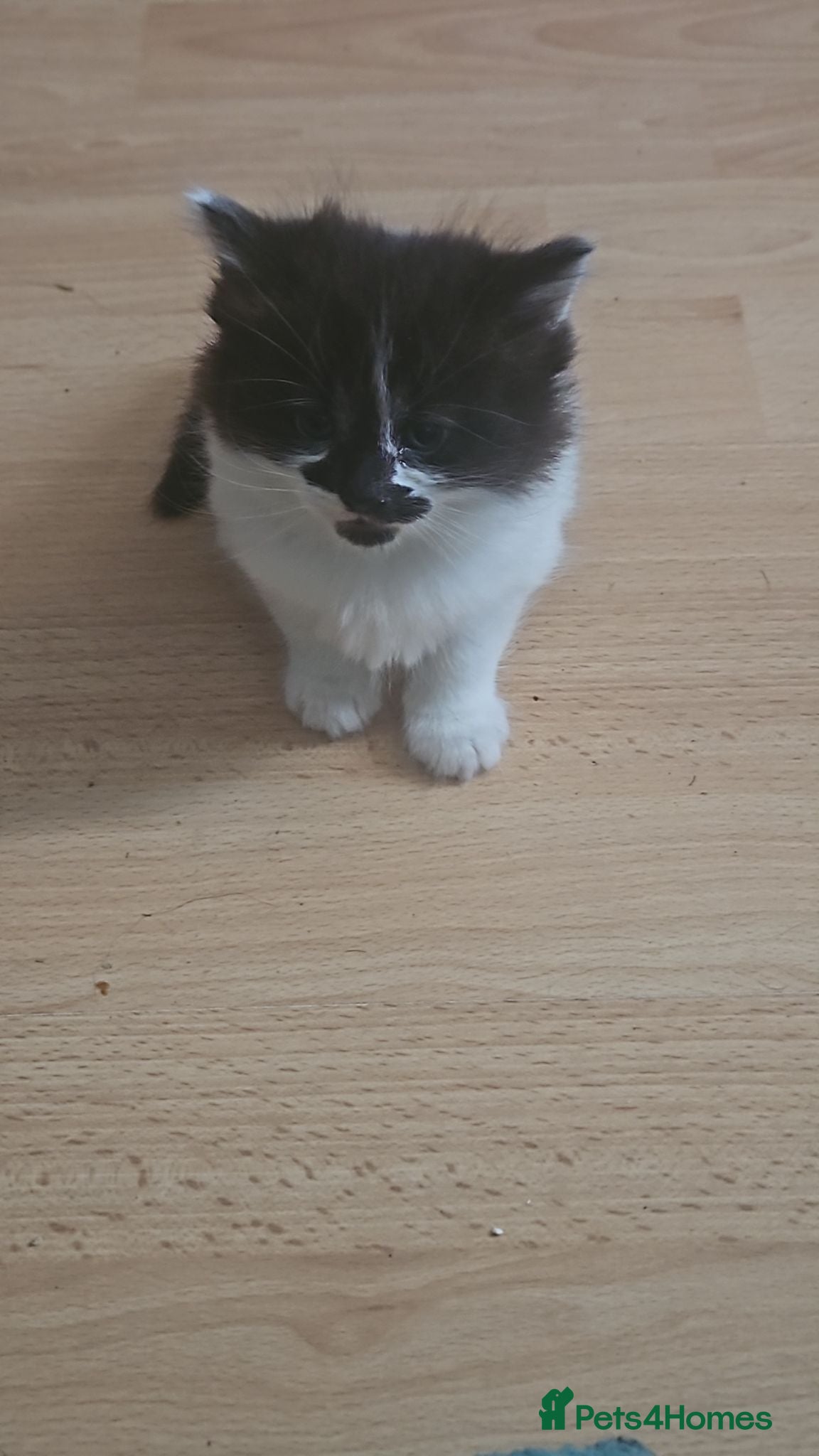 Mixed Breed cats 4 fluffy playful kittens for sale - Advert 1