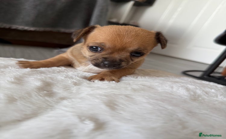 Chihuahua dogs - Advert 2